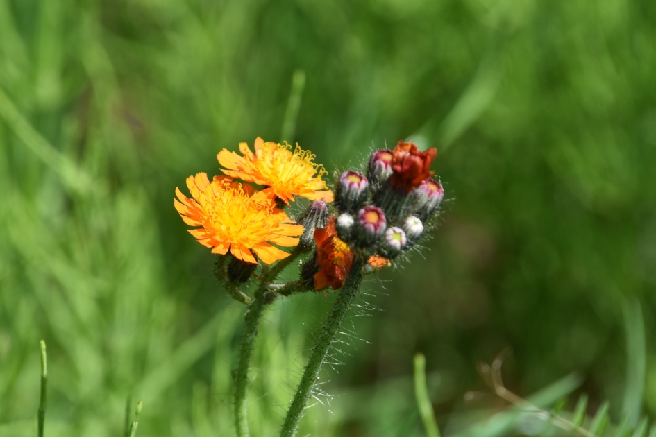 Oranje havikskruid - Planten - 