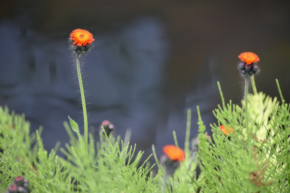 Oranje havikskruid - Planten - 