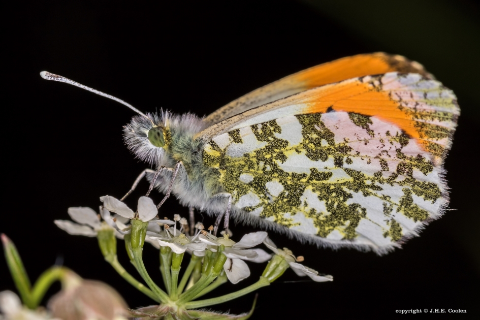 Oranje tipje - Geleedpotigen - Oranje tipje