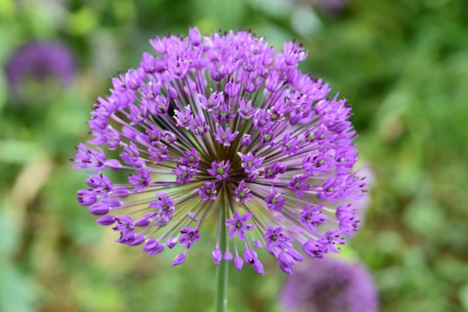 Paarse waaier - Planten - 