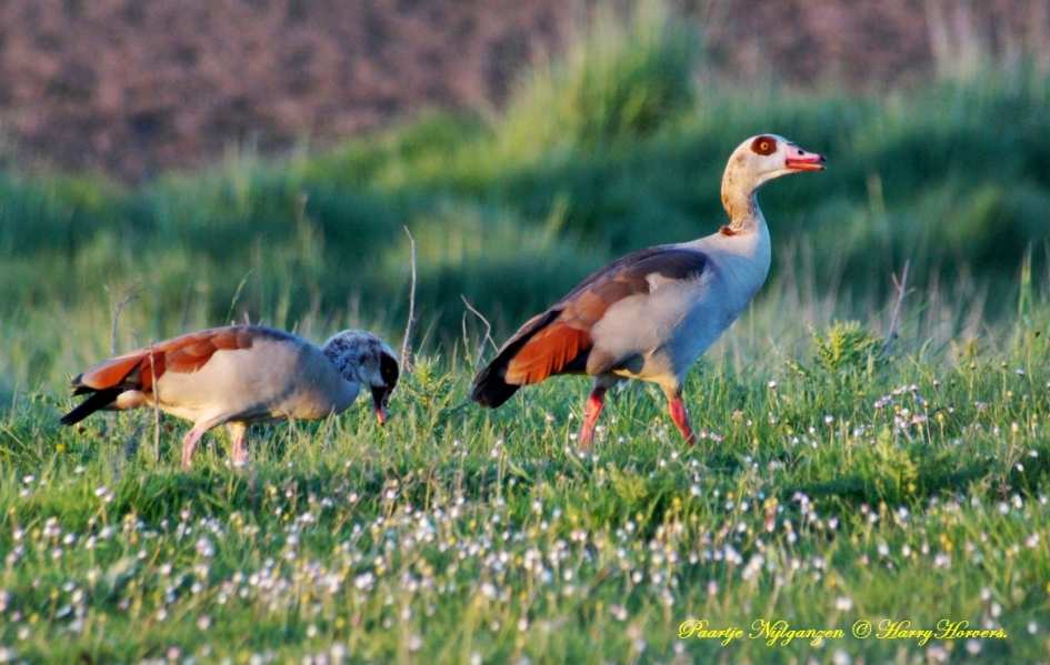 Paartje Nijlganzen - Vogels - 