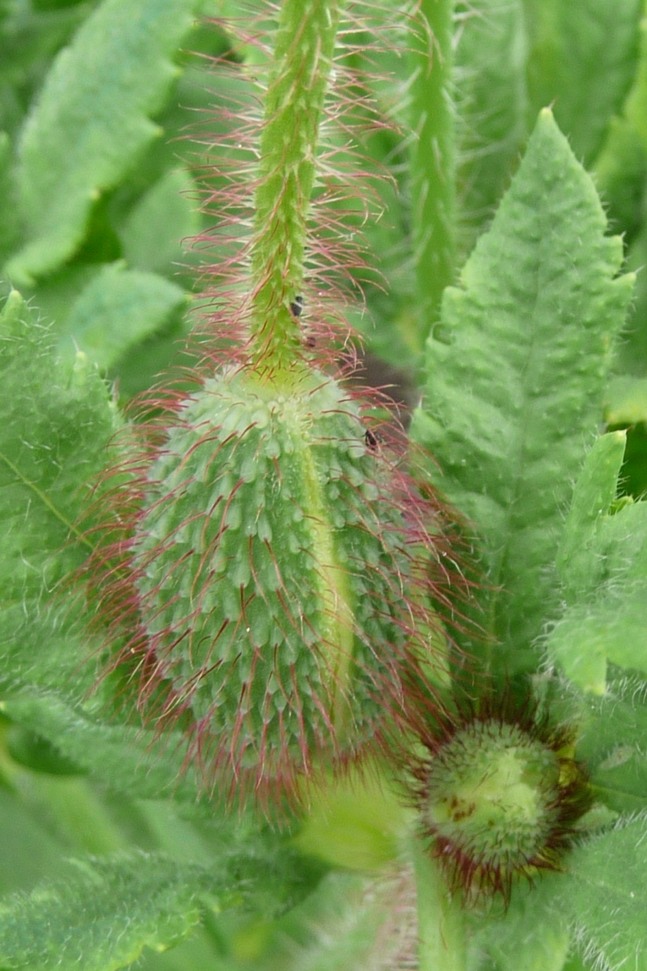 Papaverknop - Planten - 