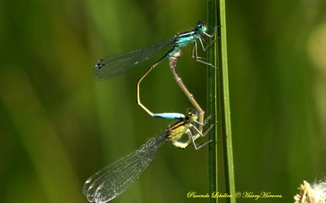 Parende Libellen