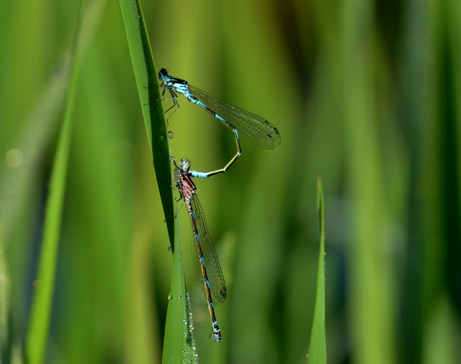 Parings tandem Variabele Waterjuffers - Geleedpotigen - Variabele waterwaterjuffer