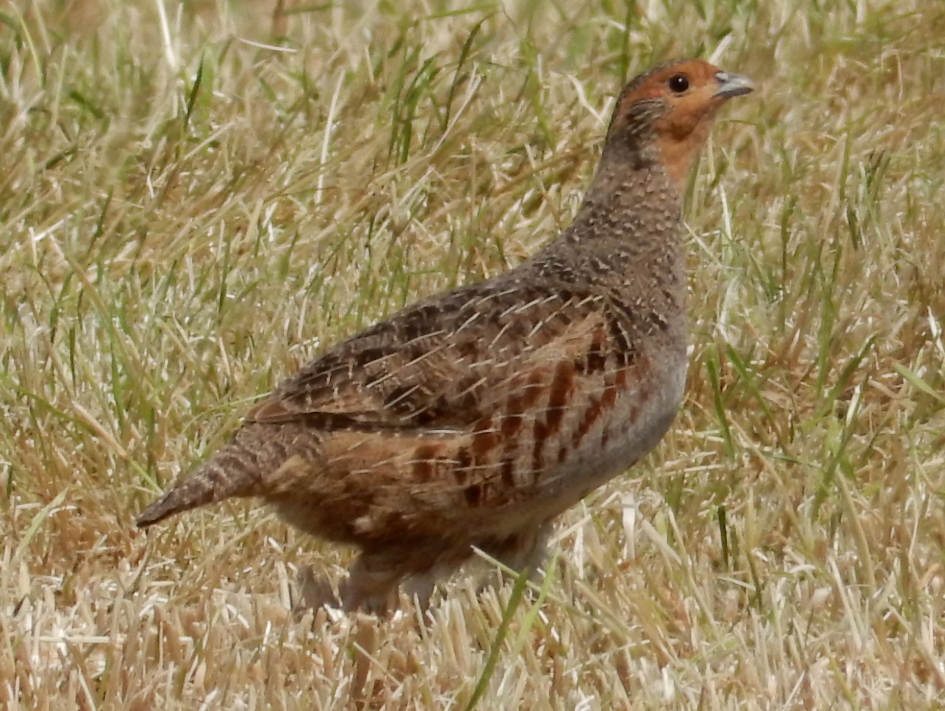 Patrijs - Vogels - Patrijs