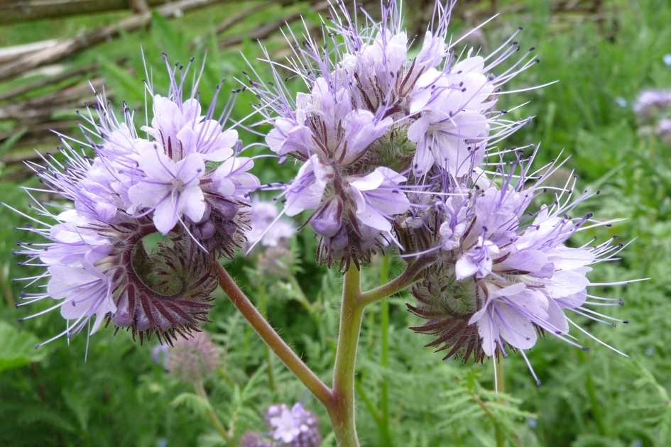 Phacelia - Planten - 