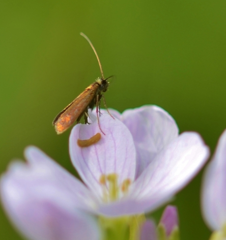 Pinksterbloemlangsprietmot