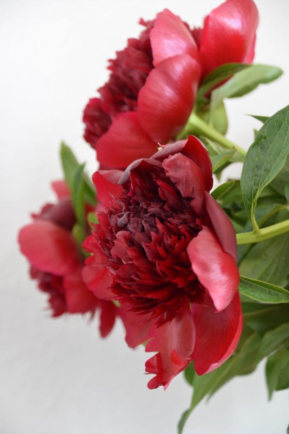 Pioenrozen - Planten - 