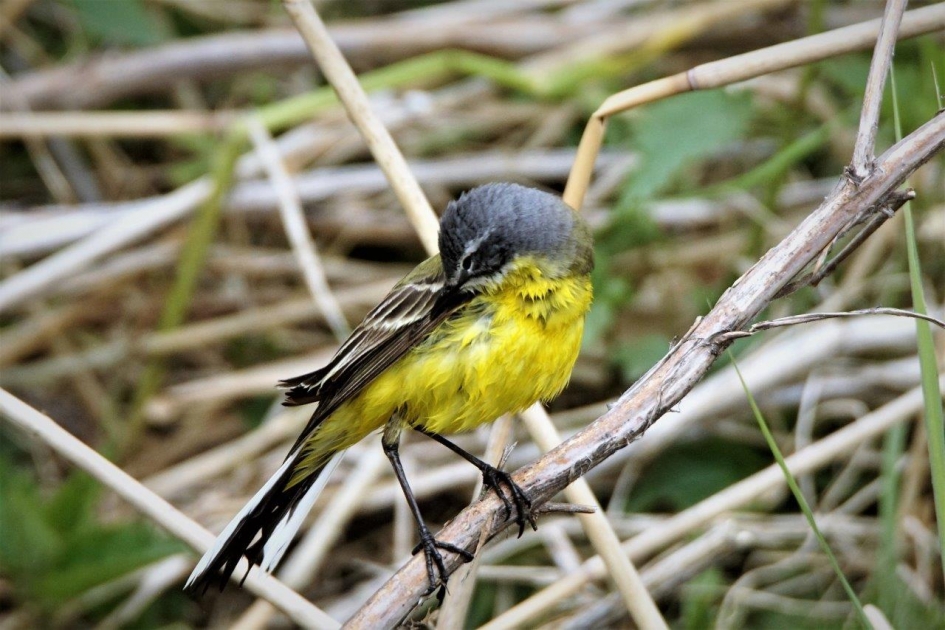 Poetsen maar - Vogels - Geele kwikstaart