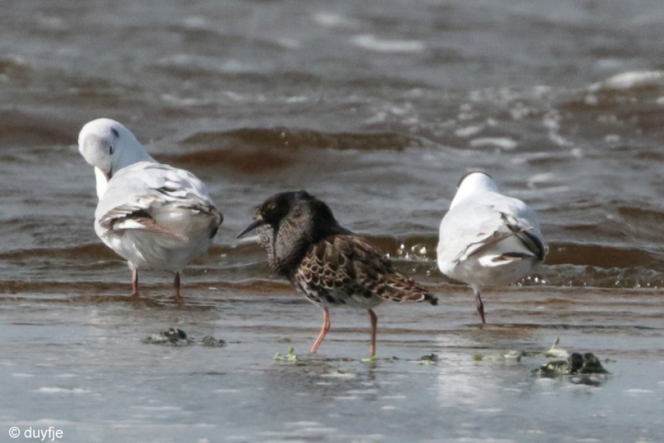 pootje baden - Vogels - Kemphaan