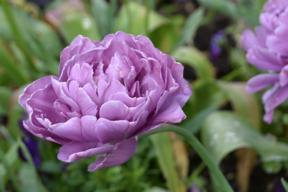 Prachtig lila - Planten - 