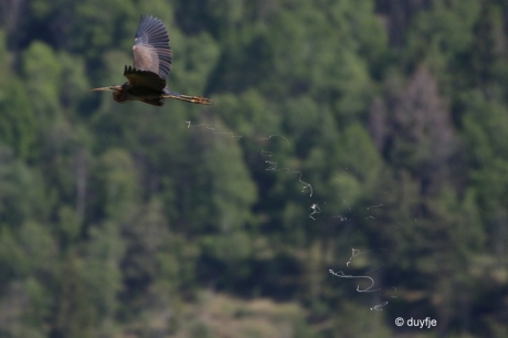 purperreiger schrijft een brief