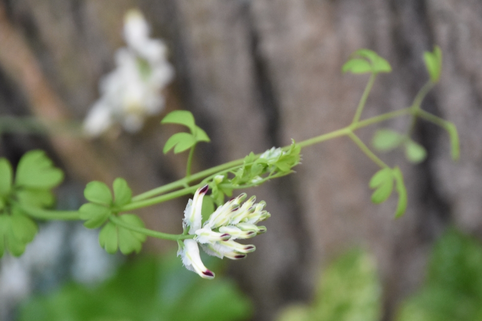 Rankende duivenkervel - Planten - 