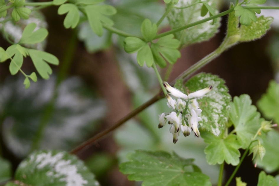 Rankende duivenkervel - Planten - 