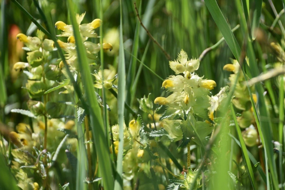 Ratelaar - Planten - 