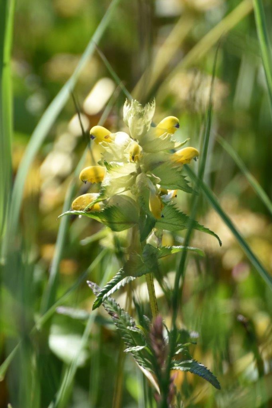 Ratelaar - Planten - 