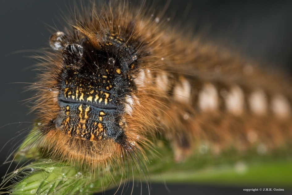 rietvink  (Euthrix potatoria) - Geleedpotigen - rietvink