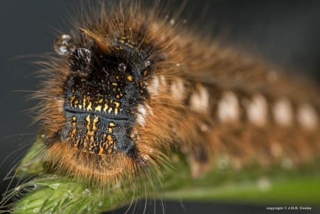 rietvink  (Euthrix potatoria)