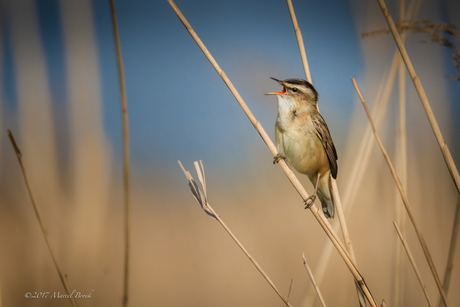 Rietzanger - Vogels - Rietzanger
