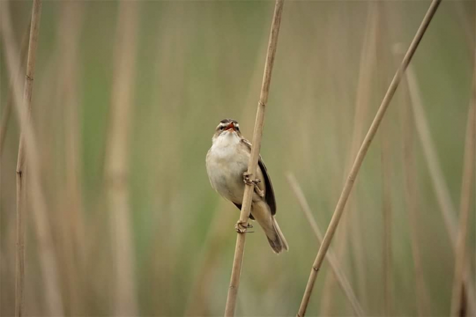 Rietzanger - Vogels - Rietzanger
