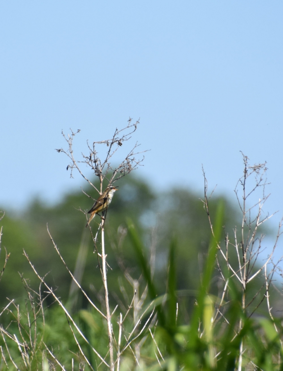 Rietzanger - Vogels - 