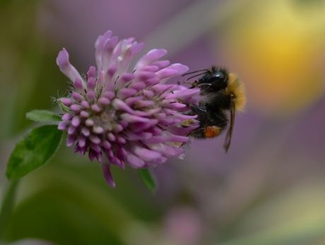 Rode Klaver met Hommel