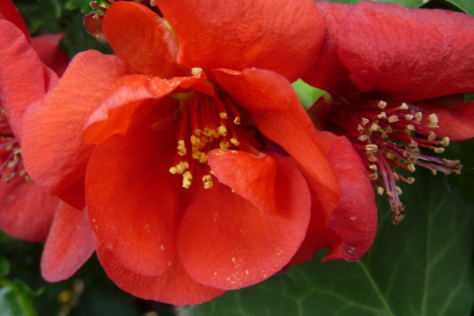 Chaenomelus - Planten - 