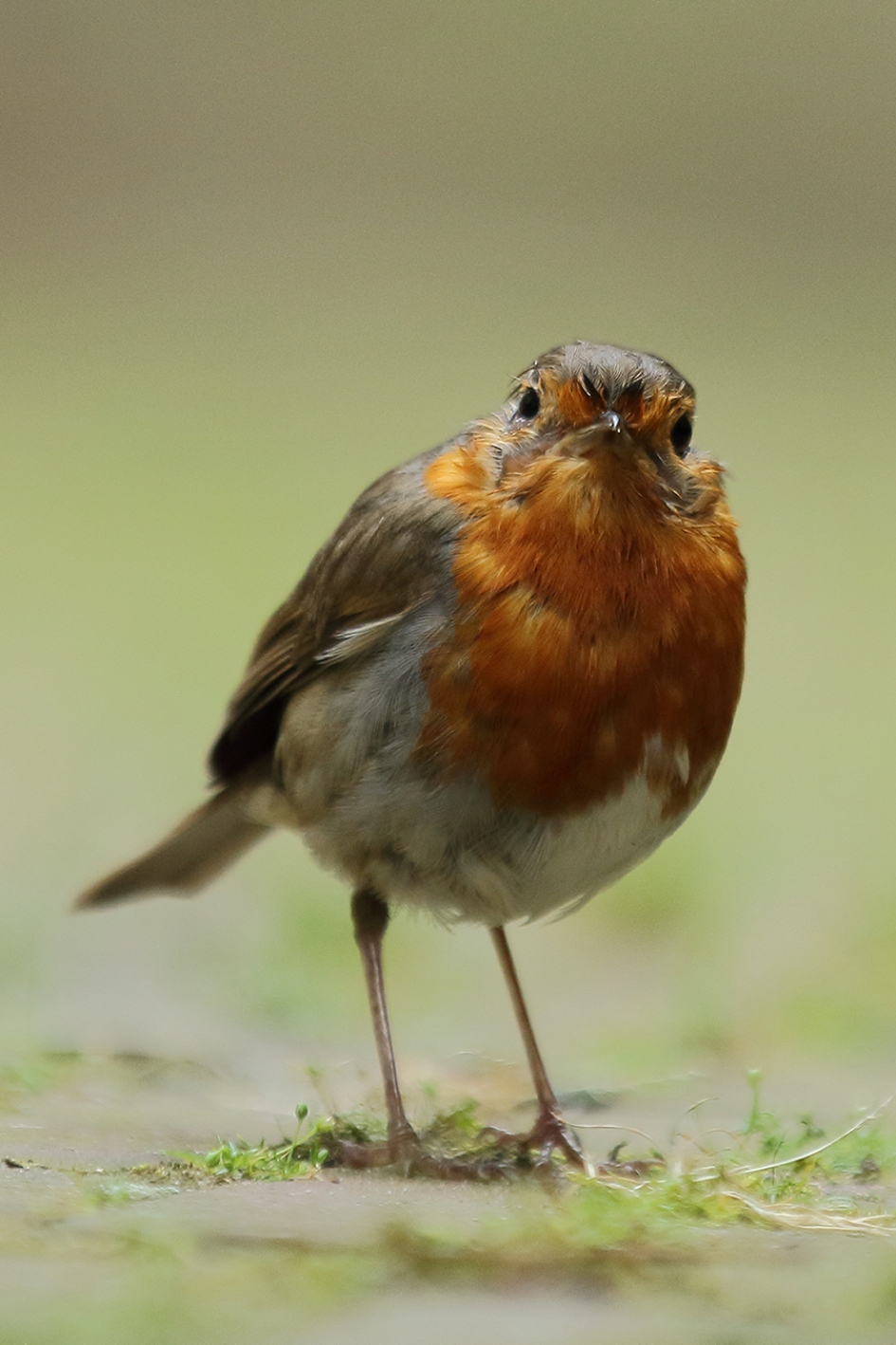 roodborst - Vogels - 