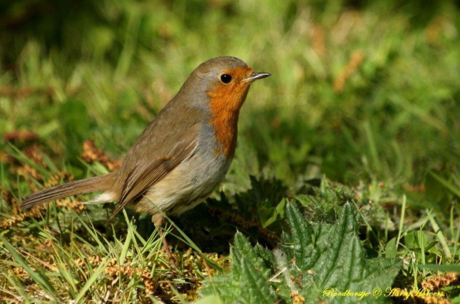 Roodborstje - Vogels - Roodborstje