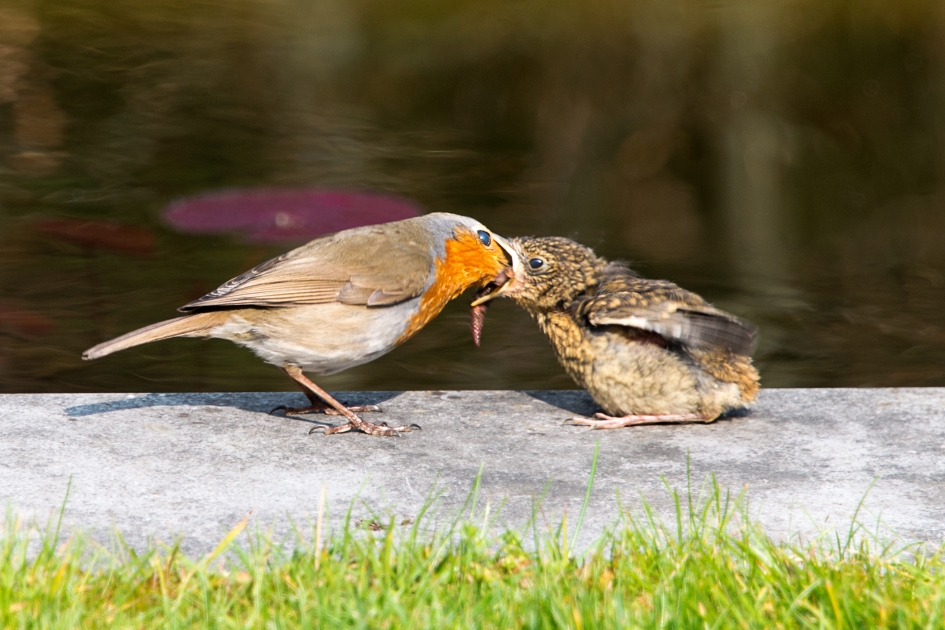 Roodborstje voedt haar jong - Vogels - Roodborstje
