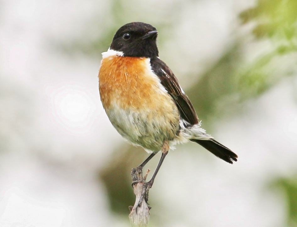 Roodborsttapuit - Vogels - Roodborsttapuit