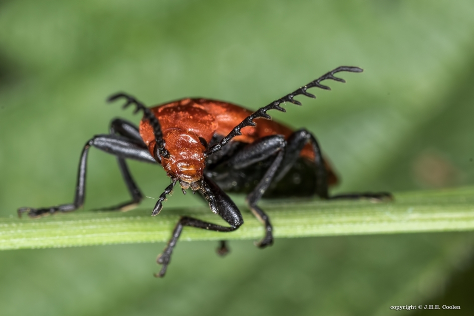 Roodkopvuurkever - Geleedpotigen - Roodkopvuurkever