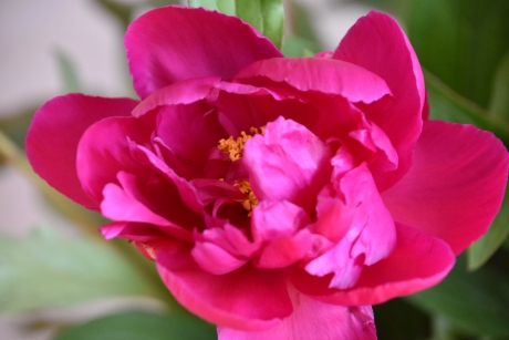 Roze pioenroos