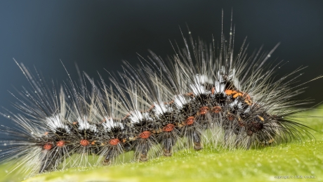 Rups van de donsvlinder