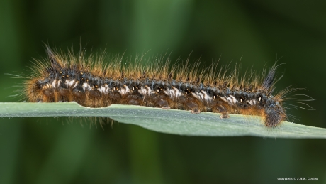 Rups van de rietvink