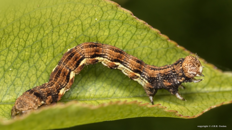 Rusp van.... - Geleedpotigen - Spanner