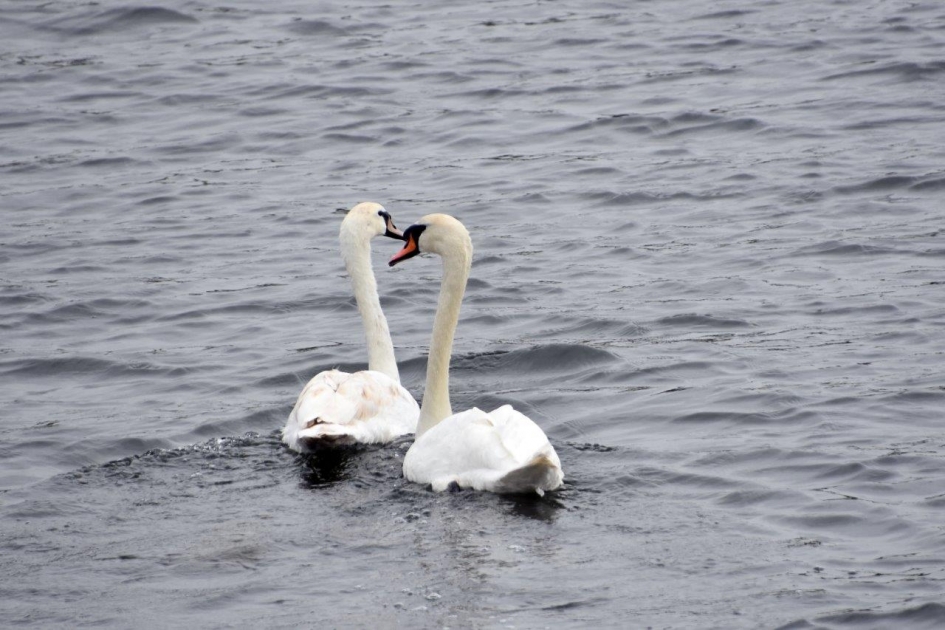 Rustig dobberen - Vogels - 