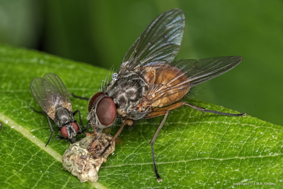 Samen delen - Geleedpotigen - Vliegen