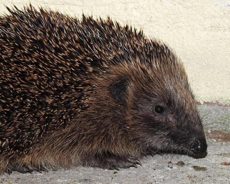 s'Avonds na tienen - Zoogdieren - Egel