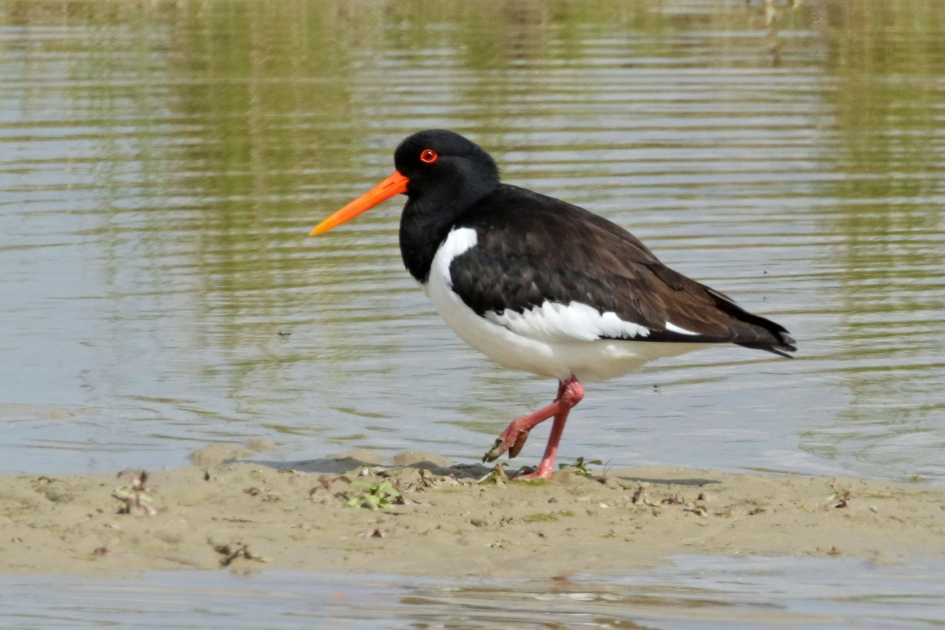 Scholekster - Vogels - 
