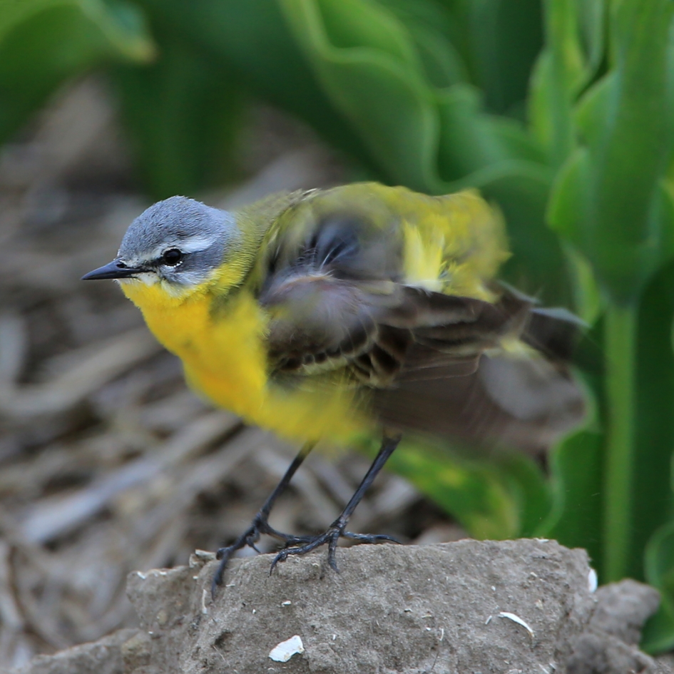 Schuddebuik - Vogels - Gele Kwikstaart