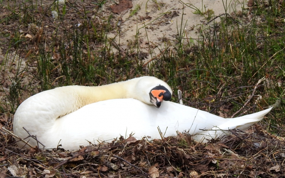 Sierlijk slapen - Vogels - Knobbelzwaan
