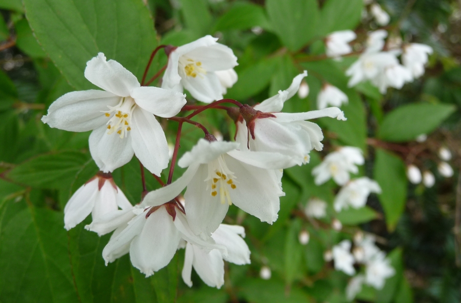 Sierstruik - Planten - 