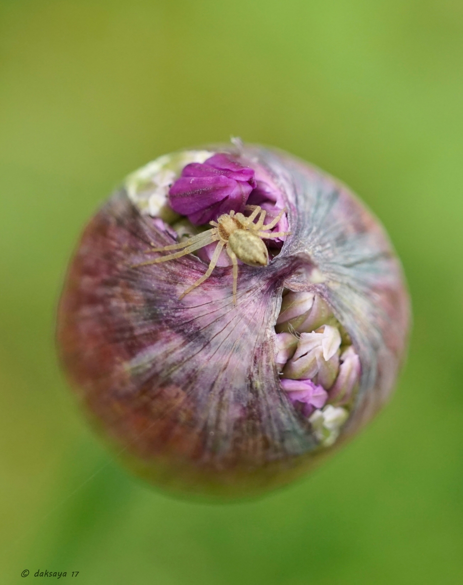 Sierui met spin - Planten - 