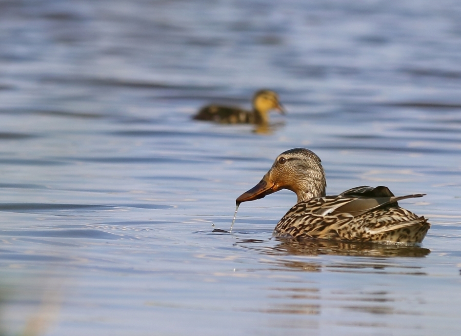 slobeend -v- en slobeendje - Vogels - 