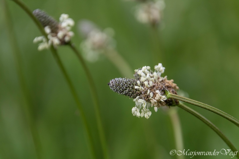 Smalle weegbree - Planten - Smalle weegbree