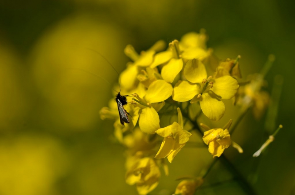 Smaragdlangsprietmot - Geleedpotigen - Smaragdlangsprietmot