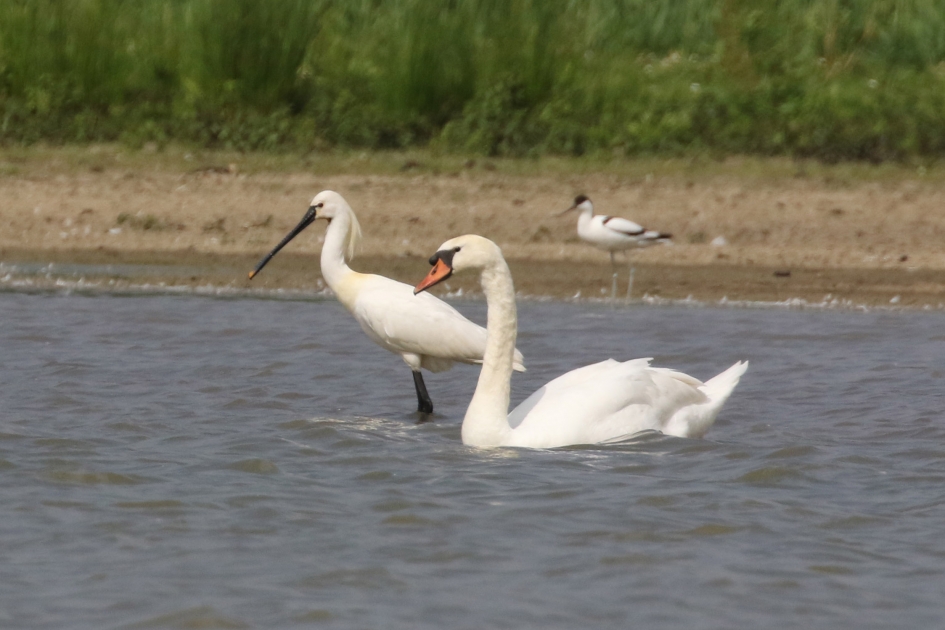 Snavelvariatie - Vogels - 