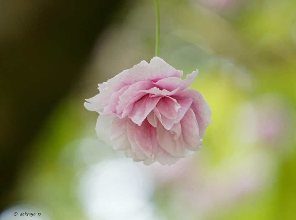 Soft blossom - Planten - 