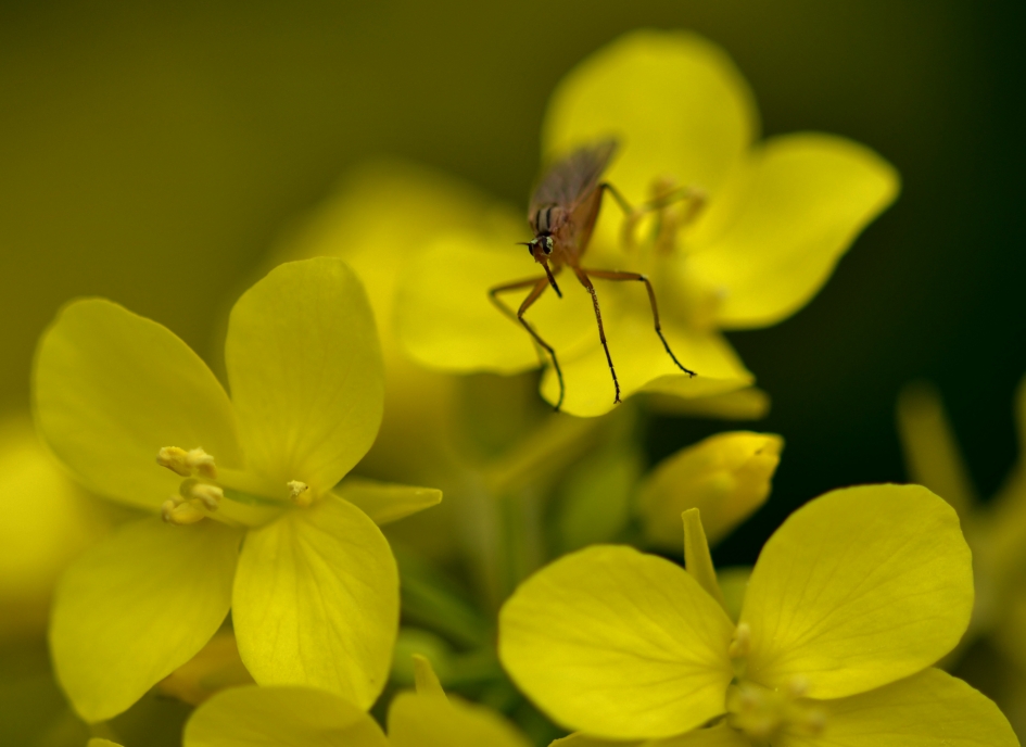 Soort Mug - Geleedpotigen - 